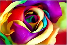 Tablou - Trandafir colorat (90x60 cm)