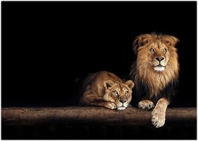 Tablou - Leu și leoaică (70x50 cm)