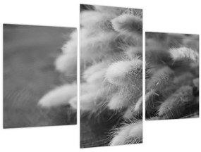 Tablou - iarbă de coadă de iepure pe masă (90x60 cm)