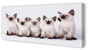 Tablouri canvas pisici de talie mică