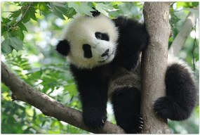 Tablou - Panda in copac (90x60 cm)