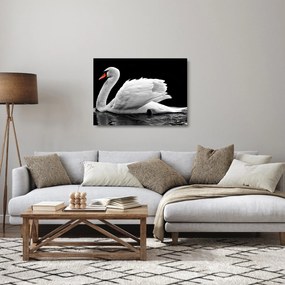 Tablou pe sticlă cu lebăda alb neagră (70x50 cm)
