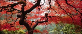 Tablou - Arțarul japonez roșu, Portland, Oregon (120x50 cm)