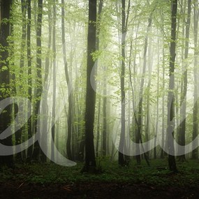 Fototapet, Dawn in the Forest, Rebel Walls