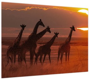 Tablou - Girafe în savana africană (70x50 cm)