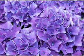 Tablou cu flori violete (90x60 cm)