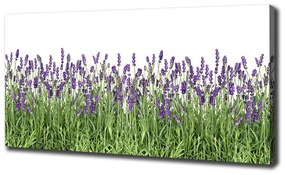 Tablou pe pânză canvas Flori de lavandă