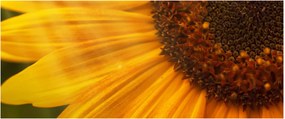 Tablou - Floarea-soarelui (120x50 cm)