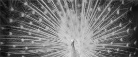 Tablou - Păun alb (120x50 cm)