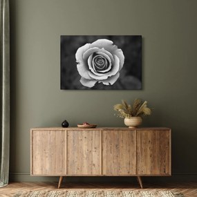 Tablou - Trandafir (90x60 cm)