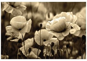 Fototapet câmp de maci sălbatici în sepia