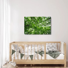 Tablou - privire în coroanele pomilor (90x60 cm)