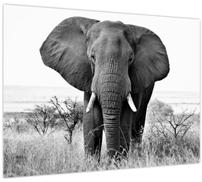 Tablou - Elefantul african II. (70x50 cm)
