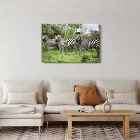 Tablou cu zebre (90x60 cm)