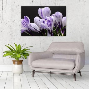 Tablou - Crocus violet (90x60 cm)