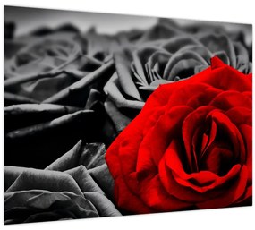 Tablou - Trandafir (70x50 cm)