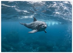 Tablou pe sticlă - Delfin sub apă (70x50 cm)