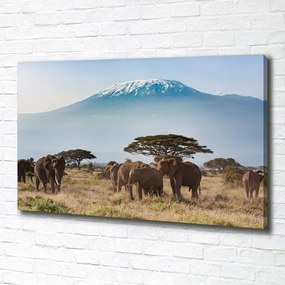 Tablou canvas Elefanți kilimanjaro