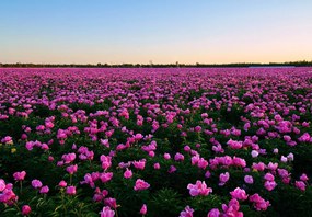 Fototapet - Luncă cu lalele mov (147x102 cm)