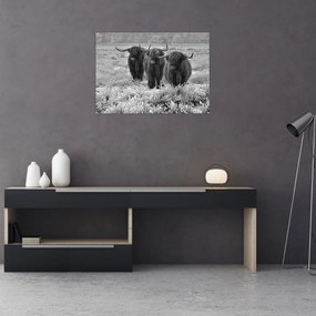 Tablou - Vaci scoțiene (70x50 cm)