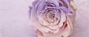 Tablou detaliu florii de trandafir (120x50 cm)