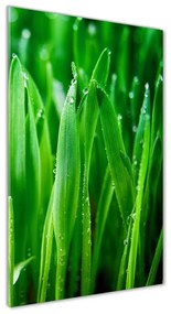 Imagine de sticlă Lame de iarbă
