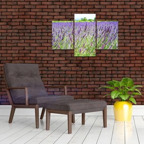 Tablou - Lavandă în câmp (90x60 cm)