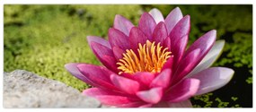 Tablou - Lotus (120x50 cm)
