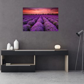 Tablou - Câmp de lavandă (90x60 cm)