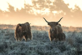 Fotografie Three Highlanders, Jaap van den