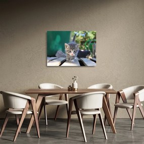 Tablou pe sticlă cu pisicuțe (70x50 cm)