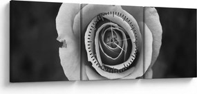 Tablou - Trandafir (cu ceas) (90x30 cm)