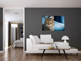 Tablou - Pisica domestică (90x60 cm)