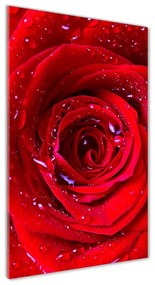 Tablou din Sticlă Trandafir roșu