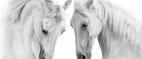Tabou - Cai albi (120x50 cm)