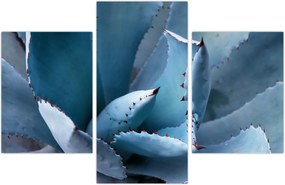 Tablou - Agave (90x60 cm)