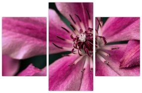 Tablou cu floarea roz de clematis (90x60 cm)