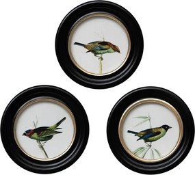 Set 3 tablouri, Colored Birds