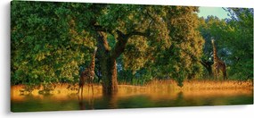 Tablou cu girafe în natură (120x50 cm)