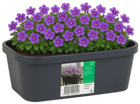 Mini Seră cu Jardinieră din plastic, 59x26x24,25 cm – Ideală pentru Răsaduri și Plante Aromatice