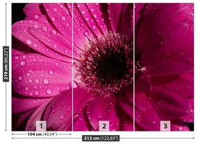 Fototapet Purple Gerbera