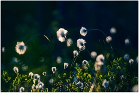 Tablou - Iarbă (90x60 cm)