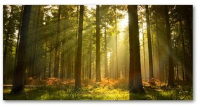 Pictura pe sticlă acrilică Pădurea în soare