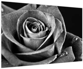 Tablou - Trandafir,alb-negru (90x60 cm)