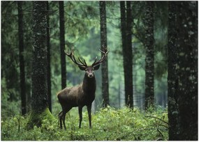 Tablou - Cerb în pădurea adâncă (70x50 cm)