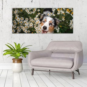Tablou - Ciobănesc australian (120x50 cm)