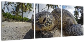 Tablou cu broască țestoasă (cu ceas) (90x30 cm)