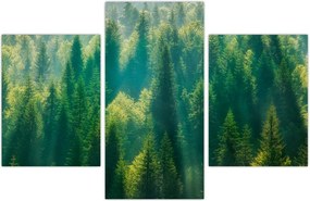 Tablou - Pădurea de brazi (90x60 cm)
