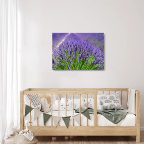 Tablou pe sticlă - lavanda (70x50 cm)