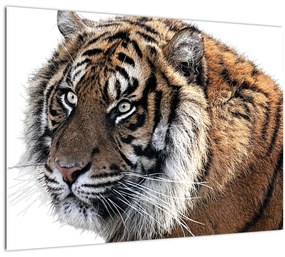 Tablou cu tigrul (70x50 cm)